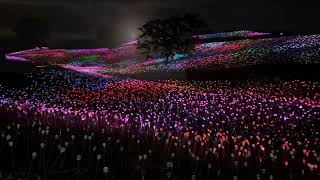 Sensorio Field of Light Paso Robles 111524 [upl. by Ailiec]