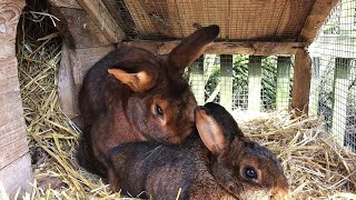 Kaninchenpaarung DeilenaarRammler deckt hitzige Häsin  Rabbit mating [upl. by Angelle]