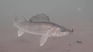 Mud Flat WALLEYES Ice Fishing with UNDERWATER Camera Mille Lacs Lake [upl. by Irmgard463]