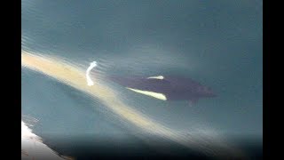 Porpoise Following Cruise Ship in Alaska [upl. by Lybis781]