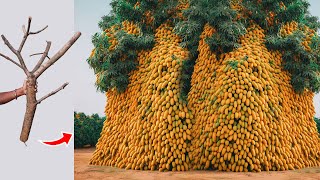 Unique​ Technique Grafting Mango Tree Using Tires Growing Faster and Has Many Fruits [upl. by Ande]