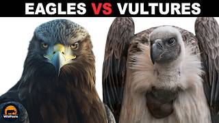 What Is The Difference Between Eagles And Vultures [upl. by Avik873]