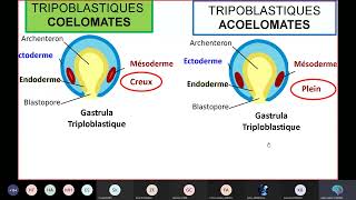 Séance 2 Biologie animale Embranchement des Protozoaires [upl. by Enigroeg]