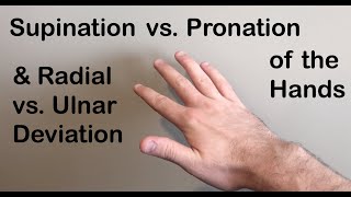 Supination vs Pronation Radial vs Ulnar Deviation of the Hand [upl. by Emlynne]