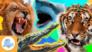 Los ANIMALES MÁS FEROCES del mundo 🦁🐯🦈🐊 LEÓN TIGRE TIBURÓN Y COCODRILO 🌿 RECOPILACIÓN [upl. by Maroney312]