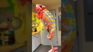 why chameleons change their colors [upl. by Holder]