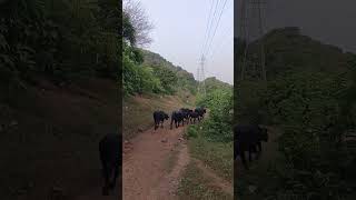 Bhains ke aage been bajaya  comedy [upl. by Lanor]