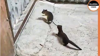 Weasel Rips a Mouse To Death  Look How He Caught it [upl. by Elehcin]