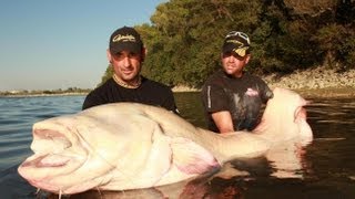 Monster Catfish Albino World Record by Yuri Grisendi [upl. by Ragas]