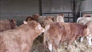 VENTE VIDEO DE 10 BROUTARDS CROISES LIMOUSINS MARDI 28 NOVEMBRE 2023 A SICAFOME [upl. by Aicekat]