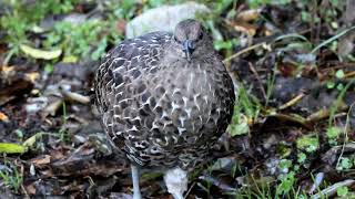 黑長尾雉帝雉  Mikado Pheasant  Syrmaticus mikado [upl. by Kiryt37]