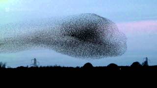 Gretna Green Starling Murmurations [upl. by Aneerehs667]