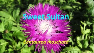 Flowering annuals Centaurea moschata Sweet Sultan [upl. by Arrotal180]