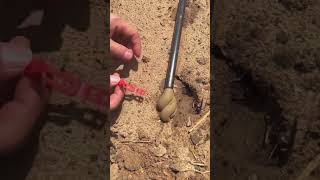 The process of emptying the sediment in the drip irrigation pipe [upl. by Bensky]