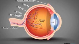 Human Eye Structure Eye Anatomy Explained [upl. by Marga297]