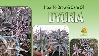 Dyckia  How to Grow and Care for Dyckia  Eden elfs [upl. by Nylarad]