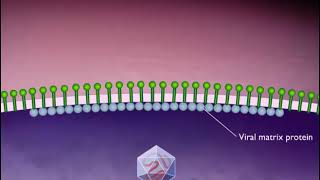 mechanism for releasing enveloped virions [upl. by Aisercal]