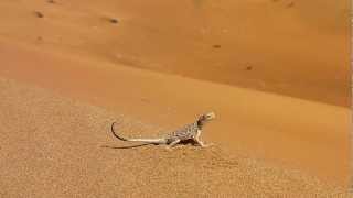 Arabian Toadheaded Agama Phrynocephalus arabicus [upl. by Ennylyak]