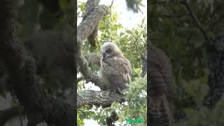 Great Horned Owl lBubo Virginianus Owlets [upl. by Saffian]