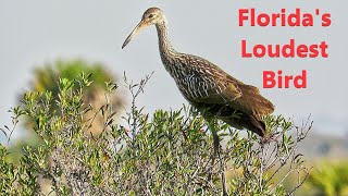 Limpkin The Calls and Sounds of Floridas Loudest Bird [upl. by Ume]