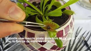 Planta carnivora Dionaea muscipula  ingrijire si hranireDionaea feeding and care instructions [upl. by Jadda936]