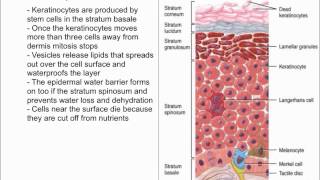 Keratinocytes [upl. by Vincents545]