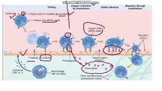 Acute Inflammation Part 2 Reaction of Leucocytes [upl. by Rutan]