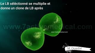 Activation des lymphocytes B [upl. by Mattheus]