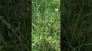 Thousands of Cicadas making a loud sound May 2021 Stephens City Virginia [upl. by Mortimer505]