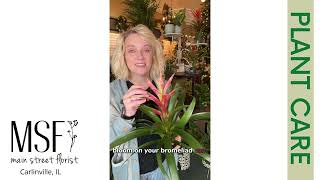 Bromeliad Care Basics [upl. by Nanor]