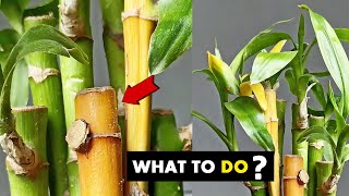 Can yellow bamboo turn green again [upl. by Lou]