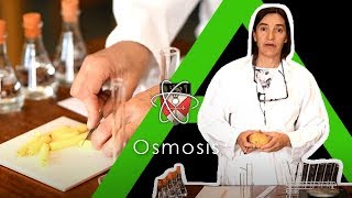 Osmosis  Biology Alevel Required Practical [upl. by Ambrosine]