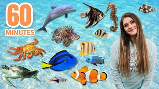 60 MINUTES Learn the Names of SEA ANIMALS for ALL AGES [upl. by Rambert]