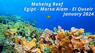 Maheleg Reef  Egipt  Marsa Alam  El Quseir  January 2024 [upl. by Isacco]