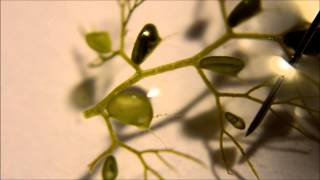 Utricularia australis Traps  A Carnivorous Plant [upl. by Perrie]