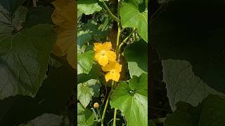 WAX GOURD FLOWER 🌼  Beautiful yellow flowers golden colourful gardenfresh [upl. by Franciska]