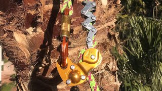 How to use a Petzl ZigZag to descend from a Palm Tree [upl. by Yerok]