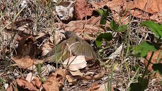 Brown Honeyeater sunbathing Hervey Bay Qld [upl. by Hirz546]