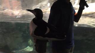 「海鳥の生態」夜のスペシャルガイド 葛西臨海水族園・夜の不思議の水族園 2018年8月16日 [upl. by Nenney]