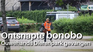 Ontsnapte Bonobo weer thuis in Ouwehands Dierenpark Rhenen [upl. by Lennod845]