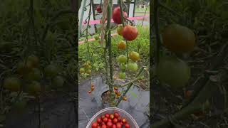 Checking and harvesting my tomatoes tomato shortsviral satisfying nature viralshorts garden [upl. by Enatan]