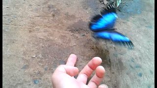 Amazing blue morpho butterfly How lucky to find one [upl. by Anthea]