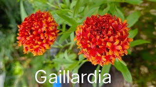 Gaillardia plant  malayalam [upl. by Mitch]