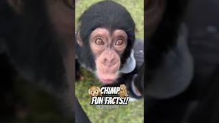 Chimpanzees info you need to know 🙉 funfacts wildlife viralshorts [upl. by Diandra377]