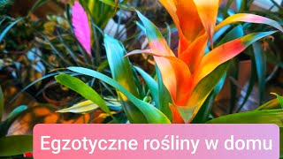 Guzmania Tillandsia Bromelia Ananans Egzotyczne rośliny w domu 🌺🪷🌸💮🌿🌴 [upl. by Sinne]