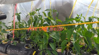 My Siling Pangsigang  Hydroponics [upl. by Enyrehtak]