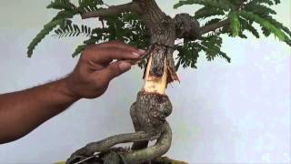 Bonsai Experiment Creating Nebari with Split Bark Technique [upl. by Nieberg]