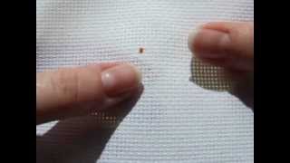 How to Make a French Knot [upl. by Bruckner]