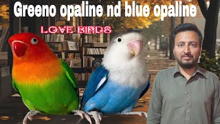 greeno opaline amp blue opaline breading season chal raha hai [upl. by Strepphon]