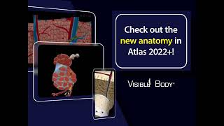 Visible Body  All new microanatomy models in Human Anatomy Atlas 2022 [upl. by Rafaelle]